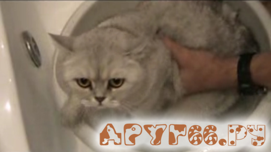 мытье кошек как купать кошку