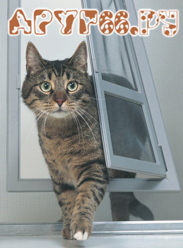 обучение кошек