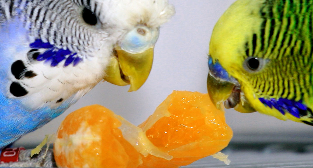 следует избегать соленые или жирные продукты