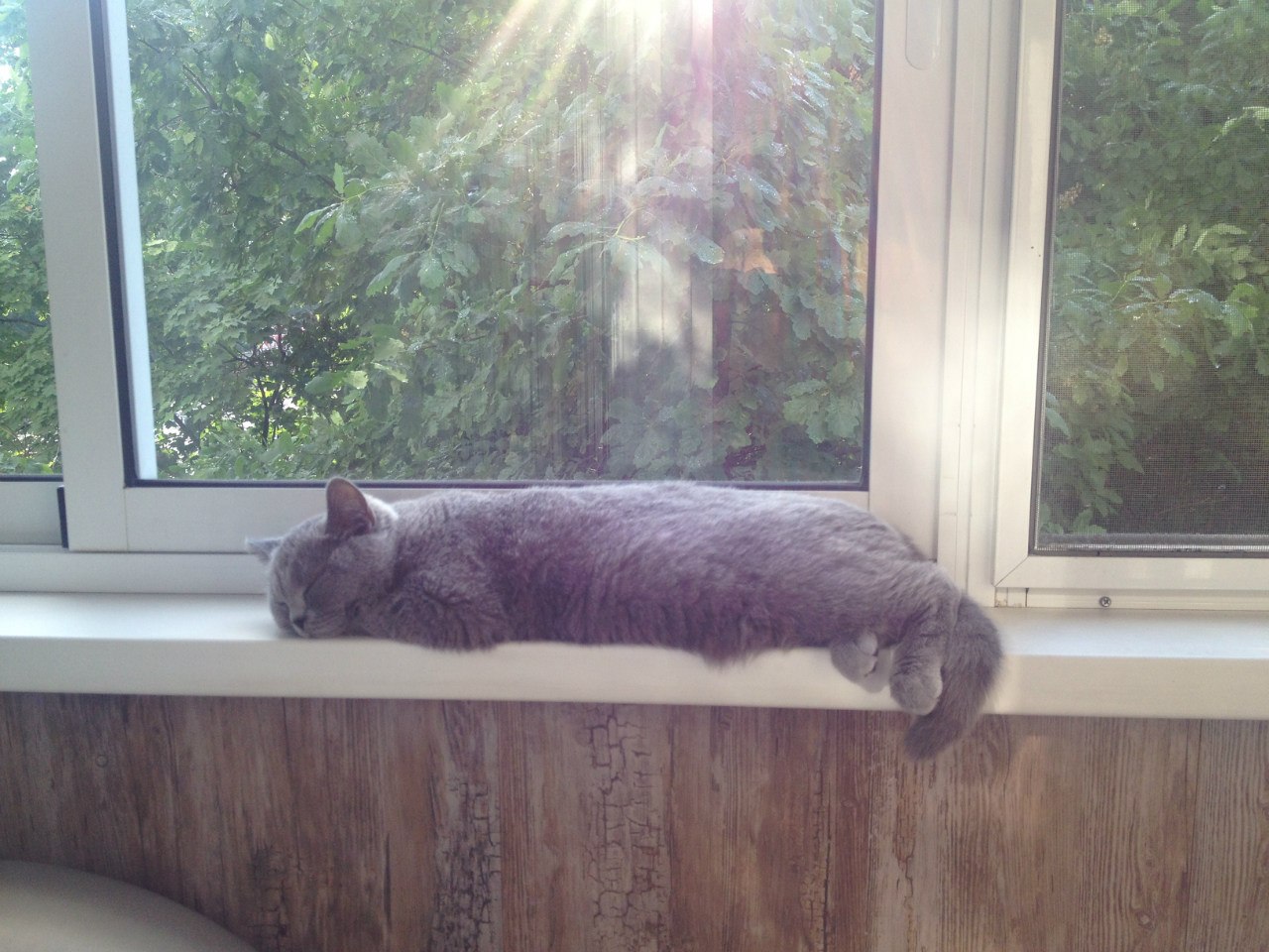 кошка на подоконнике